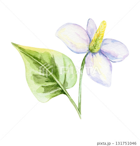 White flower with yellow center and large green variegated leaf of Houttuynia cordata in watercolor illustration, hand drawn clipart for recipe cards, packaging, textile design, invitations and crafts 131751046
