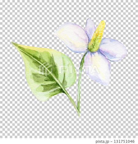 White flower with yellow center and large green variegated leaf of Houttuynia cordata in watercolor illustration, hand drawn clipart for recipe cards, packaging, textile design, invitations and crafts 131751046