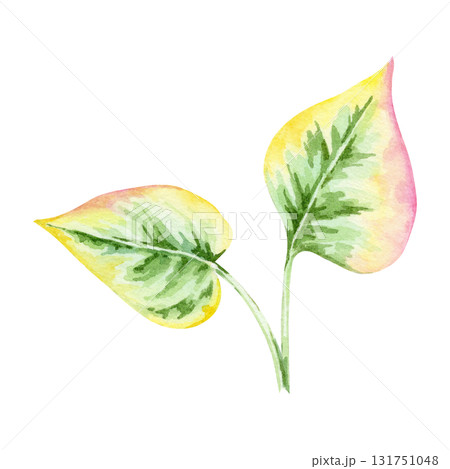 Yellow-green leaves with pink edges of Houttuynia cordata in watercolor illustration, hand drawn clipart for kitchen decor, botanical packaging, fabric design, recipe cards, wrapping paper and crafts. Yellow-green leaves with pink edges of Houttuynia cordata in watercolor illustration, hand drawn clipart for kitchen decor, botanical packaging, fabric design, recipe cards, wrapping paper and crafts. 131751048