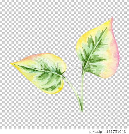 Yellow-green leaves with pink edges of Houttuynia cordata in watercolor illustration, hand drawn clipart for kitchen decor, botanical packaging, fabric design, recipe cards, wrapping paper and crafts. Yellow-green leaves with pink edges of Houttuynia cordata in watercolor illustration, hand drawn clipart for kitchen decor, botanical packaging, fabric design, recipe cards, wrapping paper and crafts. 131751048