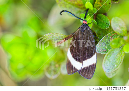 ホタルガ ホタルガ 131751257