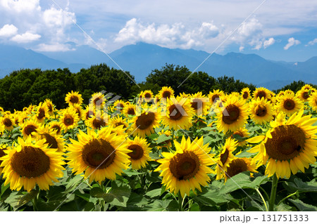 山梨県北杜市明野町浅尾　明野サンフラワーフェスの満開のひまわり畑と南アルプスの山々 131751333
