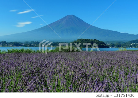 青空を背景にラベンダーの花が咲く河口湖大石公園から望む夏の富士山　Ver2 131751430