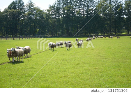 羊の行進 131751505