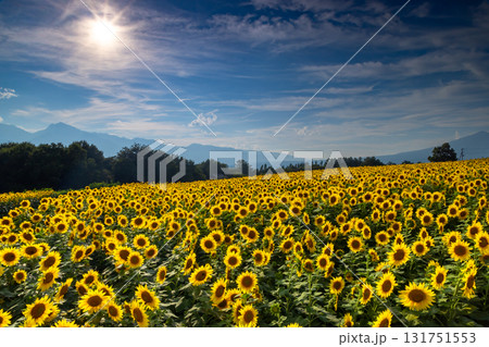 山梨県北杜市明野町浅尾 明野サンフラワーフェスの逆光の満開のひまわり畑と南アルプスの山々 山梨県北杜市明野町浅尾 明野サンフラワーフェスの逆光の満開のひまわり畑と南アルプスの山々 131751553