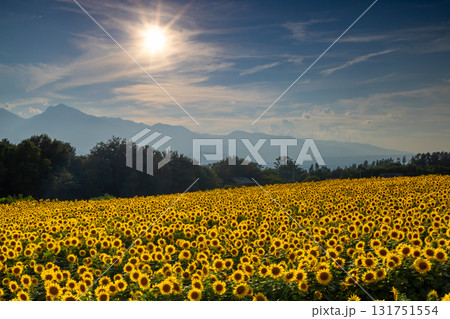 山梨県北杜市明野町浅尾　明野サンフラワーフェスの逆光の満開のひまわり畑と南アルプスの山々 131751554