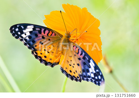 ツマグロヒョウモンの雌 ツマグロヒョウモンの雌 131751660