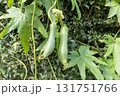 栽培されている2本の糸瓜の実の画像 131751766