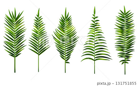 Palm leaves vector illustration isolated on white background. Tropical coconut tree branch. Green foliage of exotic plant. Floral design element. Botanical collection 131751855