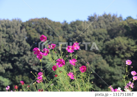 コスモスのある風景 131751867