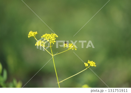 ツチバチ ツチバチ 131751911