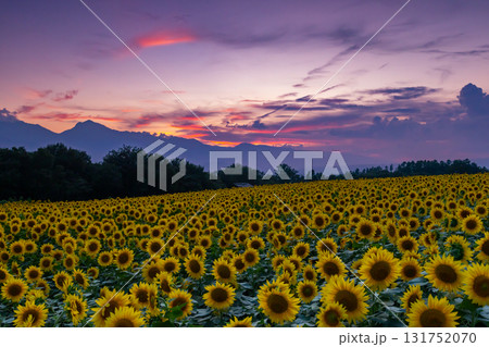 山梨県北杜市明野町浅尾　明野サンフラワーフェスの満開のひまわり畑と南アルプスの山々の夕景 131752070