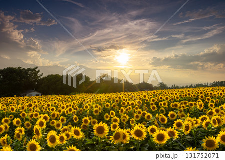 山梨県北杜市明野町浅尾　明野サンフラワーフェスの満開のひまわり畑と南アルプスの山々の夕景 131752071