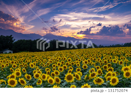 山梨県北杜市明野町浅尾　明野サンフラワーフェスの満開のひまわり畑と南アルプスの山々の夕景 131752074