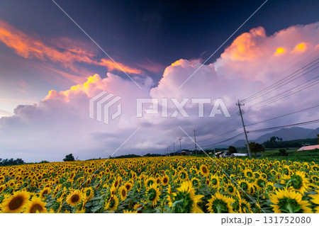 山梨県北杜市明野町浅尾　明野サンフラワーフェスの満開のひまわり畑と夕陽に染まる雲 131752080