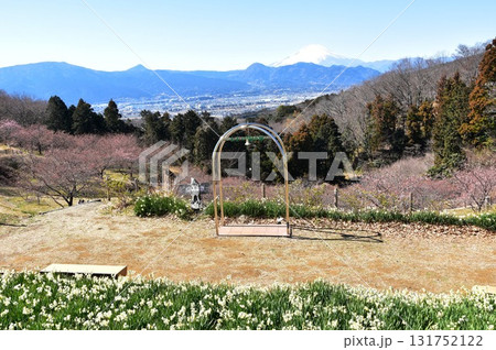 神奈川県大井町　おおいゆめの里と冠雪富士山と満開の水仙 131752122