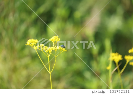 オオセイボウ 131752131