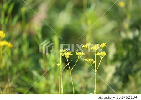 オオセイボウ 131752134