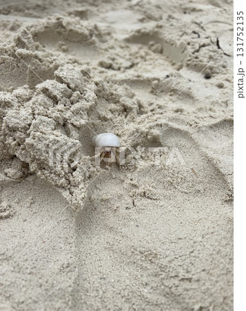 Hermit Crab on White Sand Beach, Maldives 131752135