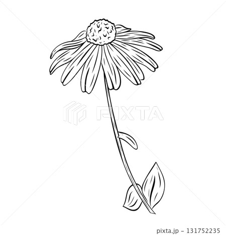Wonderful Black-eyed Susan flower. Vector graphic illustration, object from a large set 131752235