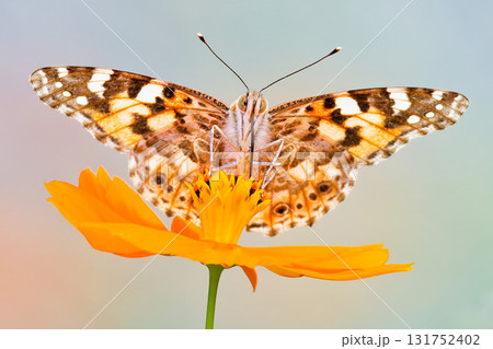 蜜を吸うヒメアカタテハ 蜜を吸うヒメアカタテハ 131752402