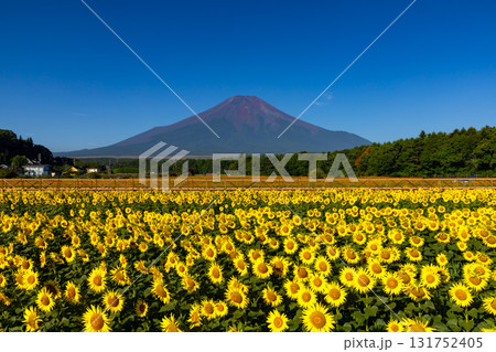 山梨県南都留郡山中湖村山中　花の都公園の満開のひまわり畑と青空の富士山 131752405