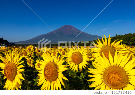 山梨県南都留郡山中湖村山中　花の都公園の満開のひまわり畑ヒマワリクローズアップと青空の富士山 131752410