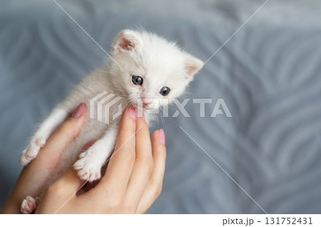 Adorable white kitten cradled by hands against soft gray background. International Rescue Cat Day Adorable white kitten cradled by hands against soft gray background. International Rescue Cat Day 131752431