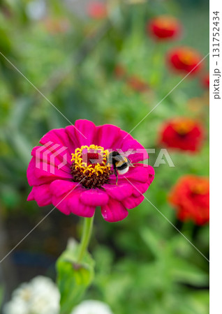 Vibrant pink zinnia with bumblebee in blooming garden 131752434
