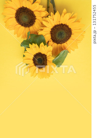 Bright yellow sunflowers on a matching background 131752455