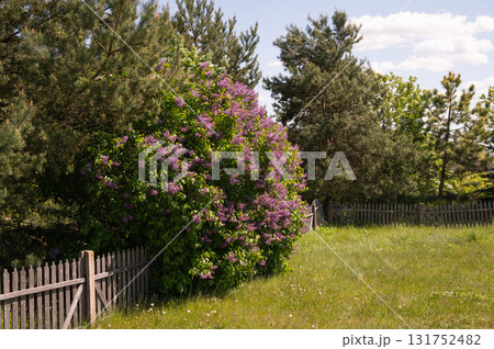 Lush lilac bushes and wooden fence in peaceful countryside setting 131752482