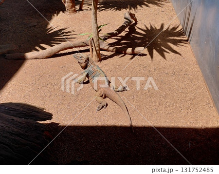 Desert iguana basking in sunlight on sandy terrain with shadows Desert iguana basking in sunlight on sandy terrain with shadows 131752485