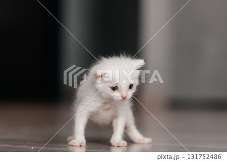 Fluffy white kitten with blue eyes exploring indoors on wooden floor Fluffy white kitten with blue eyes exploring indoors on wooden floor 131752486