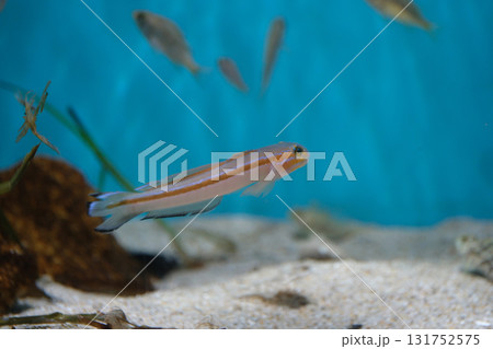 ニシキハゼの幼魚 ニシキハゼの幼魚 131752575