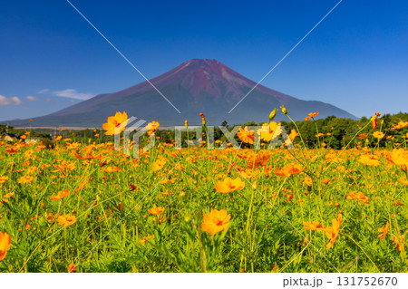 山梨県南都留郡山中湖村山中　花の都公園一面のオレンジのキバナコスモス畑と後ろにそびえる富士山の景色 131752670
