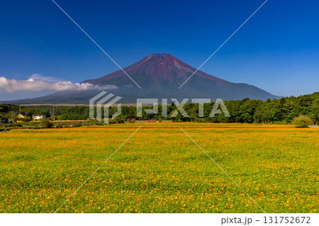 山梨県南都留郡山中湖村山中　花の都公園一面のオレンジのキバナコスモス畑と後ろにそびえる富士山の景色 131752672