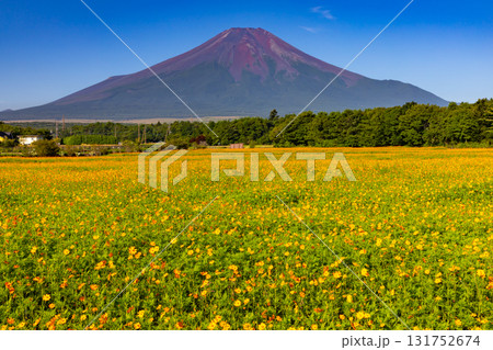 山梨県南都留郡山中湖村山中　花の都公園一面のオレンジのキバナコスモス畑と後ろにそびえる富士山の景色 131752674
