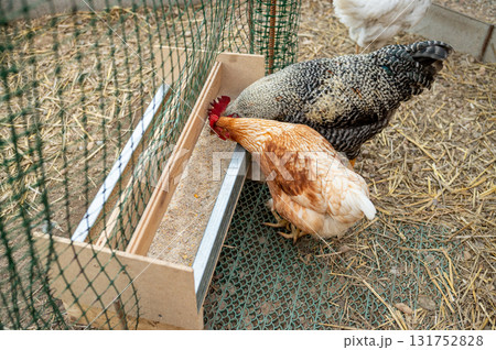 Chickens feeding from trough in enclosed coop area 131752828