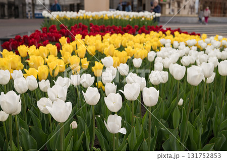 Vibrant tulip garden with white, yellow, and red blooms in full display 131752853
