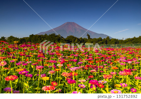 山梨県南都留郡山中湖村山中　花の都公園の満開の百日草と青空の富士山の景色 131752892