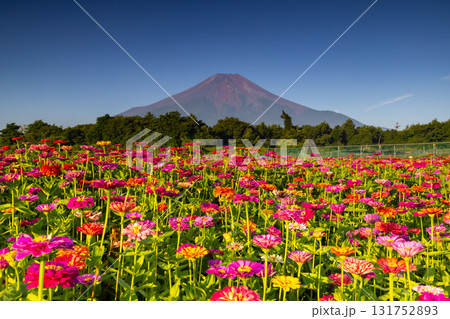山梨県南都留郡山中湖村山中　花の都公園の満開の百日草と青空の富士山の景色 131752893