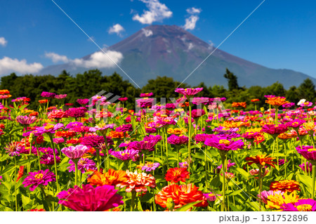 山梨県南都留郡山中湖村山中 花の都公園の満開の百日草と青空の富士山の景色 山梨県南都留郡山中湖村山中 花の都公園の満開の百日草と青空の富士山の景色 131752896