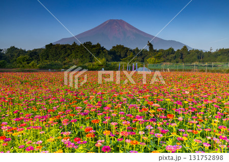 山梨県南都留郡山中湖村山中　花の都公園の満開の百日草と青空の富士山の景色 131752898