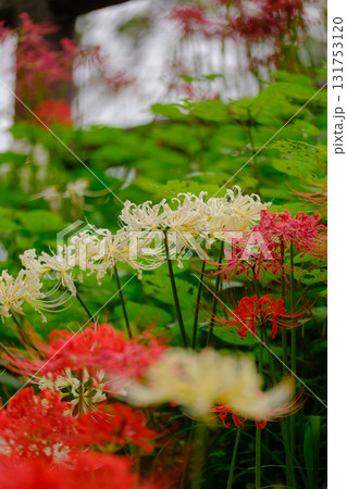 赤と白の満開の彼岸花(曼珠沙華) 赤と白の満開の彼岸花(曼珠沙華) 131753120