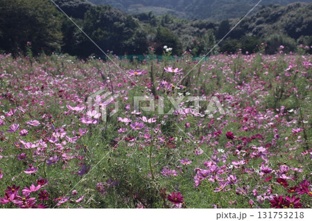 コスモスのある風景 コスモスのある風景 131753218