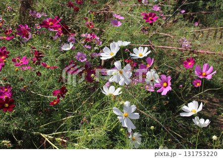 秋の花コスモスの白い花 秋の花コスモスの白い花 131753220