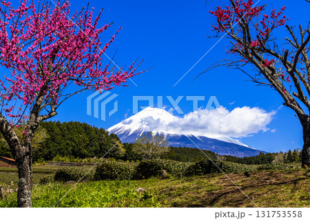 【静岡県_富士市】大淵笹場の茶畑 4月 【静岡県_富士市】大淵笹場の茶畑 4月 131753558