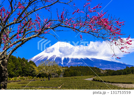 【静岡県_富士市】大淵笹場の茶畑 4月 【静岡県_富士市】大淵笹場の茶畑 4月 131753559