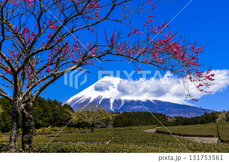 【静岡県_富士市】大淵笹場の茶畑 4月 【静岡県_富士市】大淵笹場の茶畑 4月 131753561