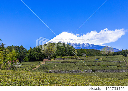 【静岡県_富士市】大淵笹場の茶畑 4月 【静岡県_富士市】大淵笹場の茶畑 4月 131753562